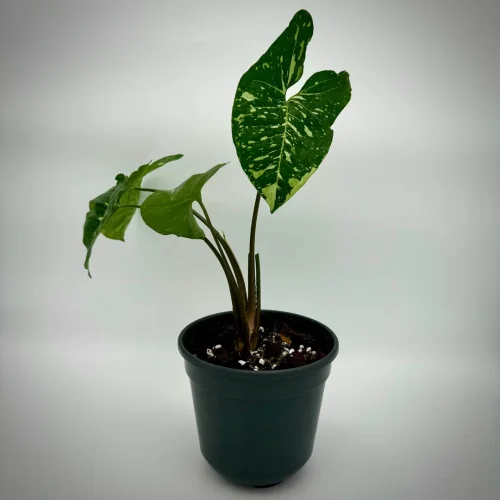 Syngonium green spot PANDA - Miniaturbild 3