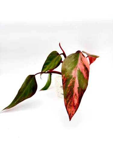Philodendron strawberry shake - Miniaturbild 3