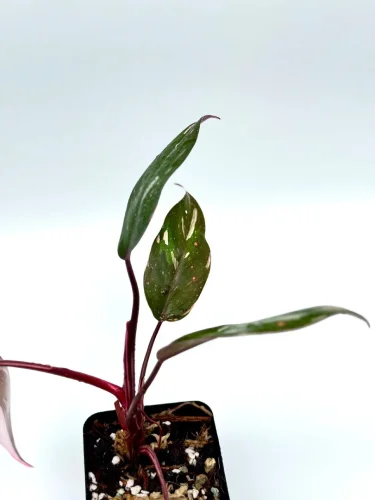 Hauptbild von Philodendron anderson