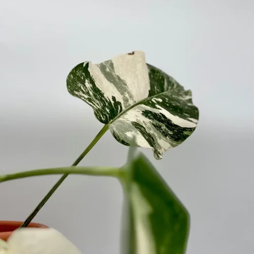 Monstera Albo variegata - Miniaturbild 2