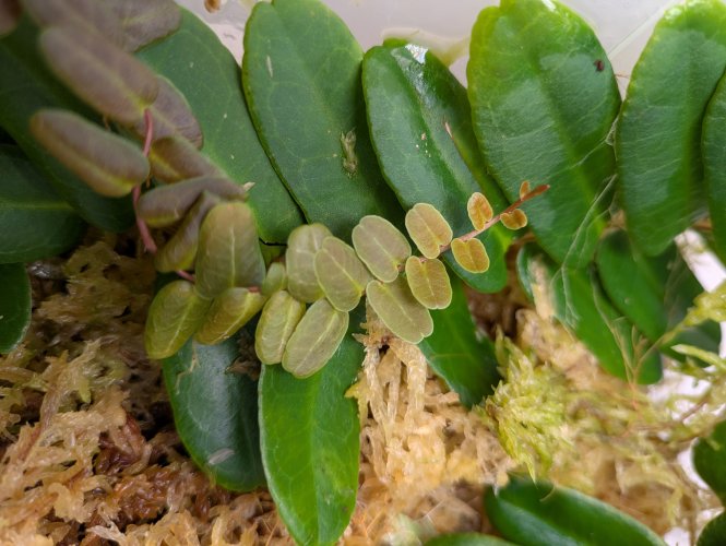 Hauptbild von Marcgravia spec. Peru