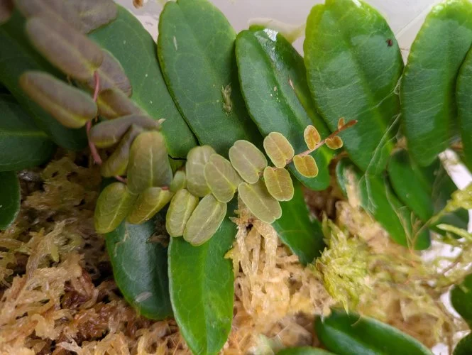 Hauptbild von Marcgravia spec. Peru
