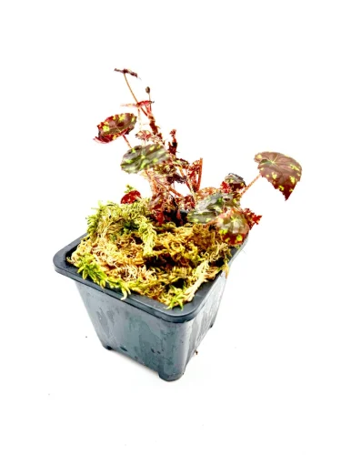 Hauptbild von Begonia bowerae