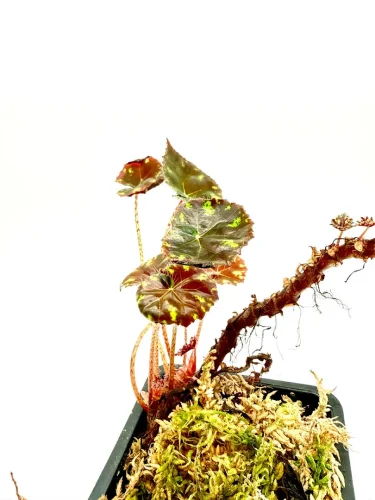 Begonia bowerae - Miniaturbild 2