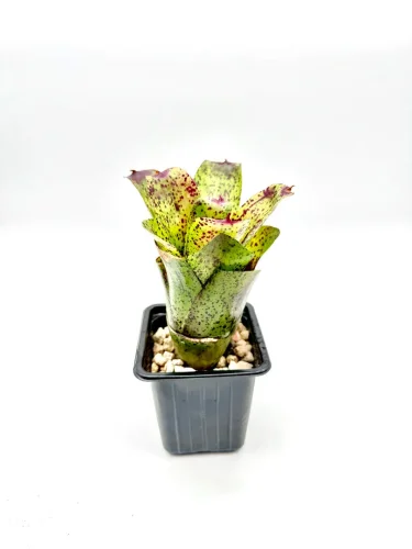 S- Sharm rocks - Miniaturbild 2