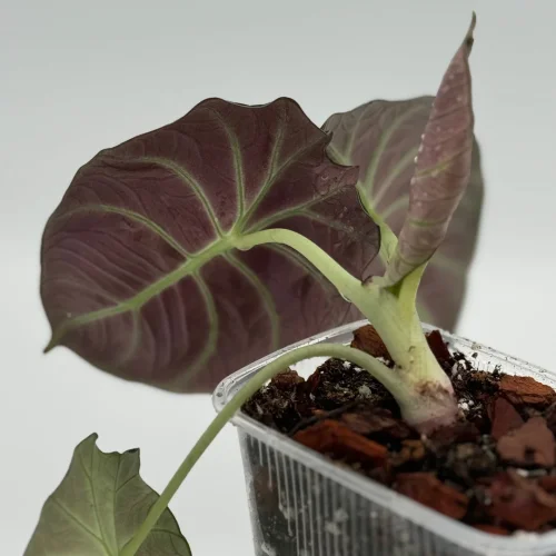 Alocasia black velvet Jungpflanze / young plant - Miniaturbild 2