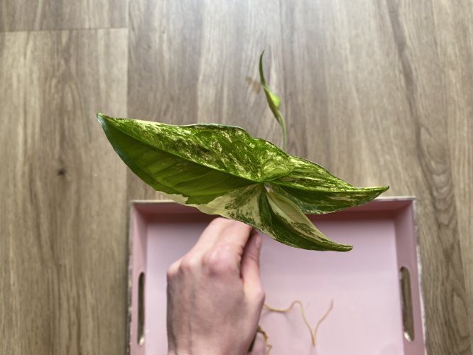 Syngonium podophyllum var. albolineatum - Miniaturbild 6