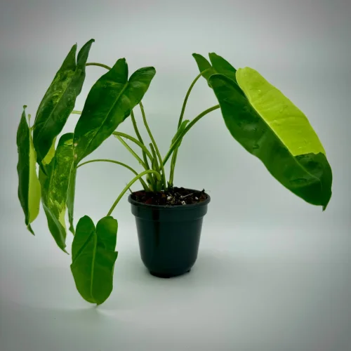 Philodendron burlemarx variegata - Miniaturbild 3