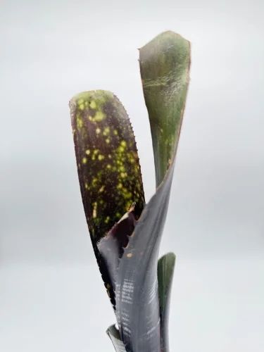 L- Billbergia „Darth Vader“ - Miniaturbild 2
