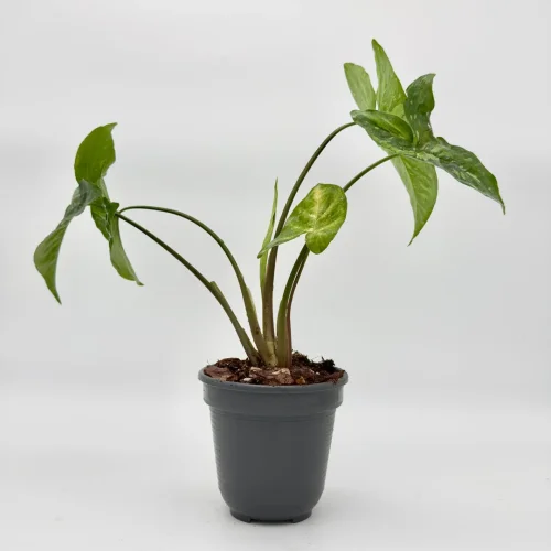 Syngonium green spot - Miniaturbild 3