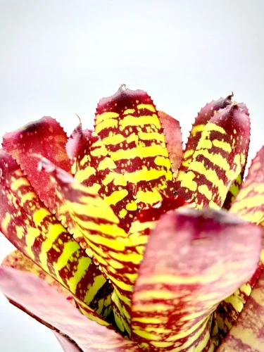 M- Neoregelia sunfire storm - Miniaturbild 2