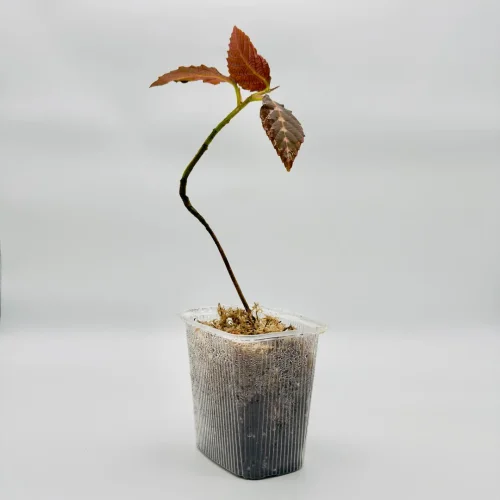 Leea Zippeliana - Miniaturbild 2