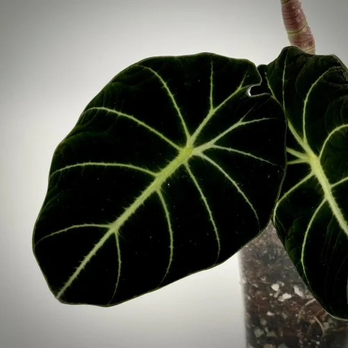 Hauptbild von Alocasia black velvet Jungpflanze / young plant