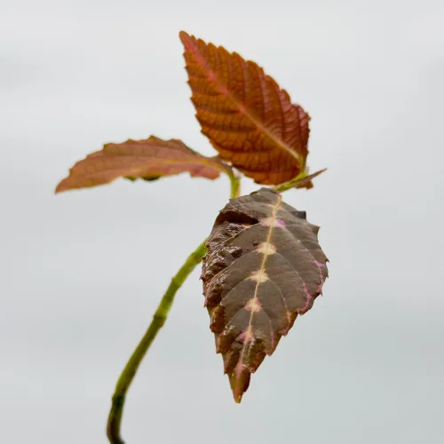 Hauptbild von Leea Zippeliana
