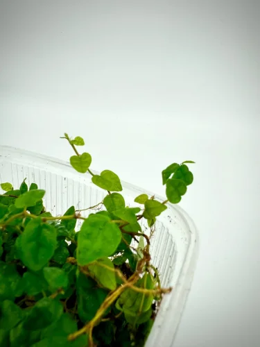 Ficus Pumila - Miniaturbild 2