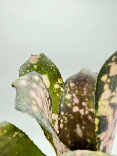 M-L - Billbergia Huyasok white - Miniaturbild 2