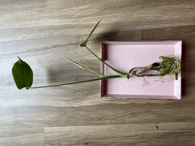Kleine Monstera deliciosa - Miniaturbild 5