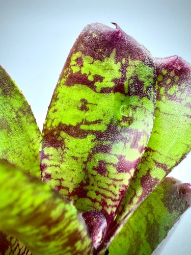 XS- Neoregelia Dartanion - Miniaturbild 3