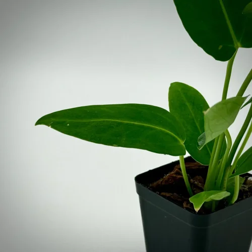 Anthurium dark mama - Miniaturbild 3