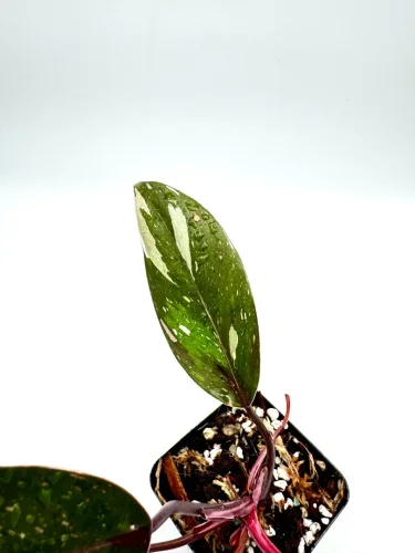 Philodendron anderson - Miniaturbild 2