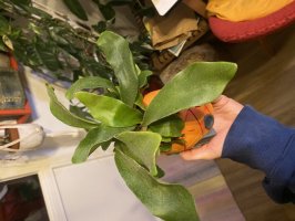 Platycerium - Geweihfarn