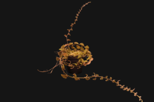 Solanum evolvulifolium