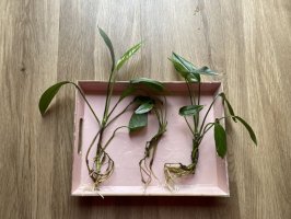 Epipremnum pinnatum „Cebu Blue“