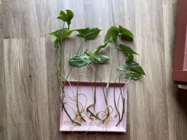 Syngonium podophyllum var. albolineatum