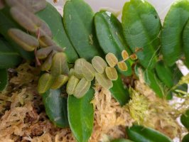 Marcgravia spec. Peru