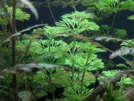 Limnophila sessiliflora