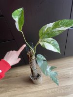 Epipremnum pinnatum "Variegata"