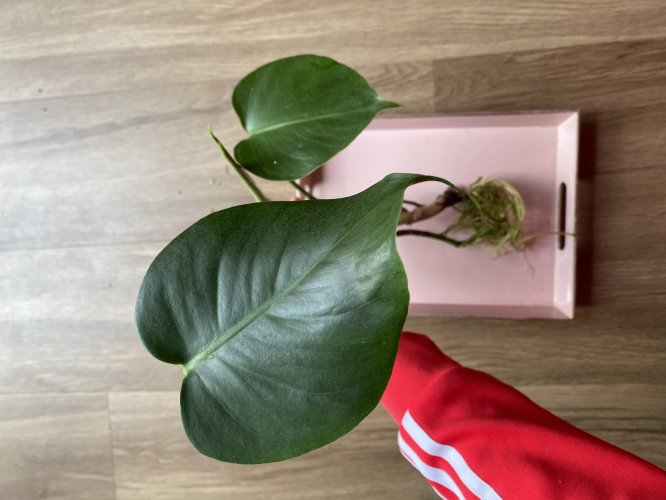 Kleine Monstera deliciosa - Miniaturbild 2