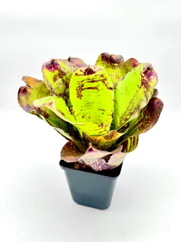 M- Neoregelia Tiger Hybrid #1 - Miniaturbild 2