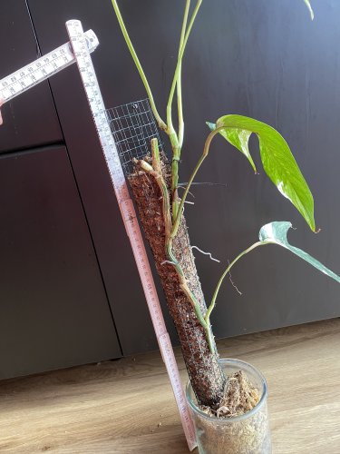 Epipremnum pinnatum "Variegata" - Miniaturbild 2