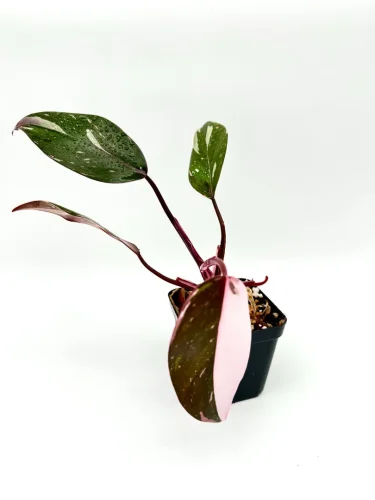 Philodendron anderson - Miniaturbild 3
