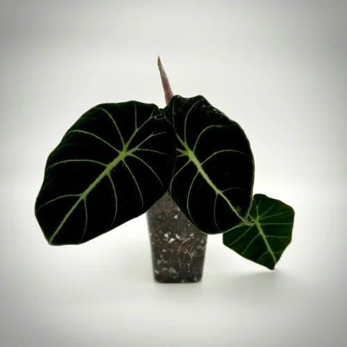 Alocasia black velvet Jungpflanze / young plant - Miniaturbild 3
