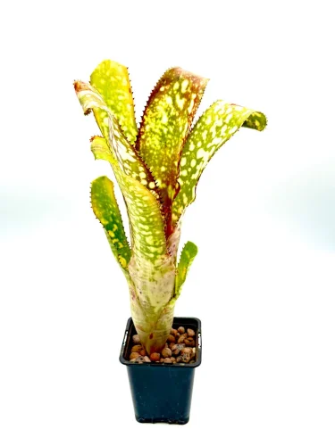 L - Billbergia Apocalypse - Miniaturbild 2