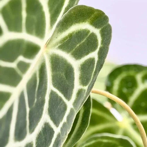 Anthurium Queen of clarinervium - Miniaturbild 2