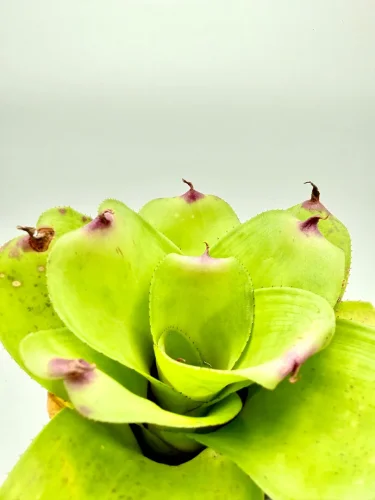 M- Neoregelia Martha Mcallister x little faith - Miniaturbild 2