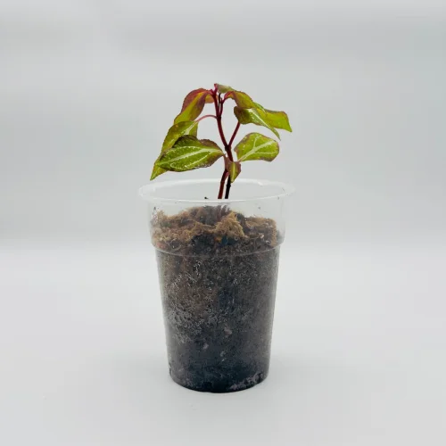 Sonerila Borneoensis - Miniaturbild 2