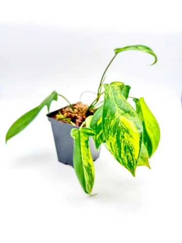 Hauptbild von Philodendron Florida ghost variegata