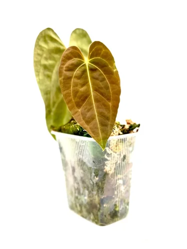 Anthurium papillilaminum x dark phoenix - Miniaturbild 3