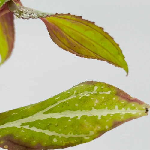 Hauptbild von Sonerila Borneoensis