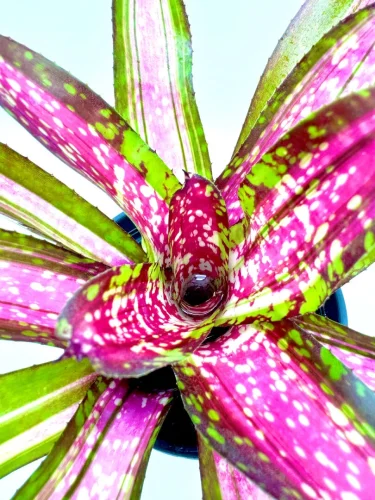 Hauptbild von M-L Neoregelia Pinky Winnie