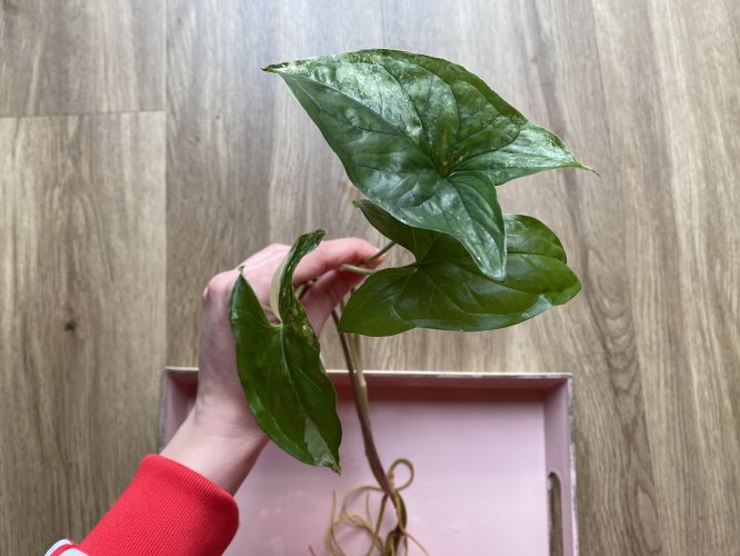 Syngonium podophyllum var. albolineatum - Miniaturbild 3