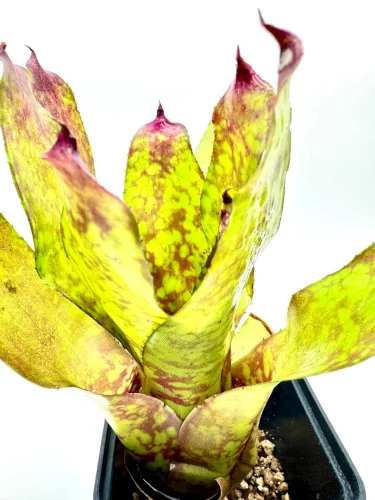 M- Neoregelia "Winnie the Pooh" - Miniaturbild 3