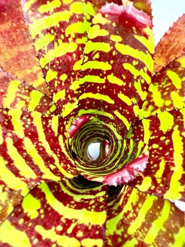 M- Neoregelia sunfire storm - Miniaturbild 3