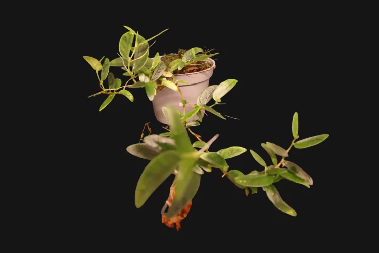 Hauptbild von Ficus punctata