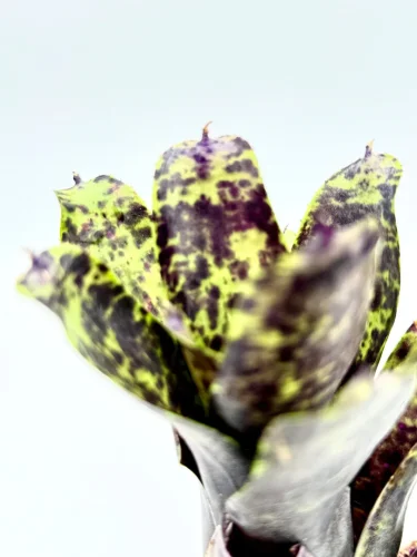 M- Neoregelia Cavier - Miniaturbild 3