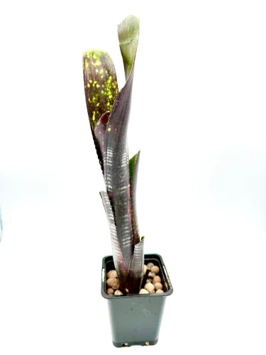Hauptbild von L- Billbergia „Darth Vader“